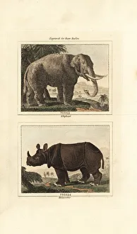 James Smith Barr Prints: Endangered Asian elephant and Indian rhinoceros