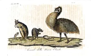 Dromaius Prints: Endangered banded hare wallabies and extinct
