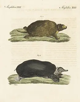 Endangered Blanding's turtle and Florida softshell turtle