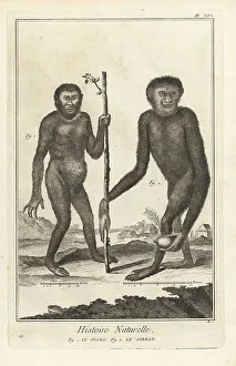 1774 Prints: Endangered chimpanzee and gibbon