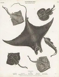 Ichthyology Prints: Endangered devil fish, guitar fish and rays
