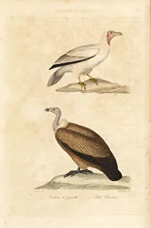 Achille Richard Prints: Endangered Egyptian and Nubian vultures