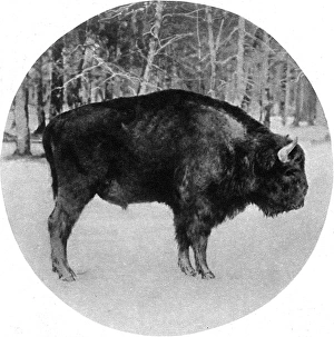 Hunting/Buffalo