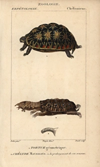Endangered geometric tortoise, Psammobates Endangered geometric tortoise, Psammobates