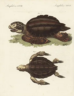 Mydas Prints: Endangered green sea turtle and loggerhead sea turtle