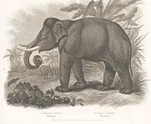 Calf Prints: Endangered Indian elephant, Elephas maximus indicus