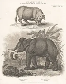 Calf Prints: Endangered Indian elephant and mythical creature sukotyro