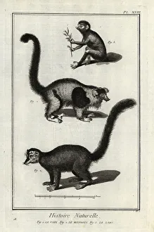 Encyclopedia Prints: Endangered lemurs and loris
