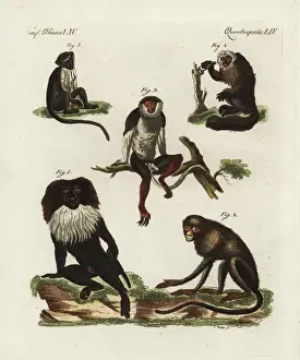 Bilderbuchfurkinder Prints: Endangered macaques, douc, saki and roloway monkey
