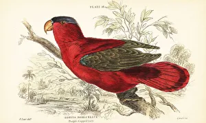 Endangered purple-naped lory, Lorius domicella