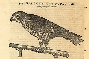 Endangered saker falcon, Falco cherrug