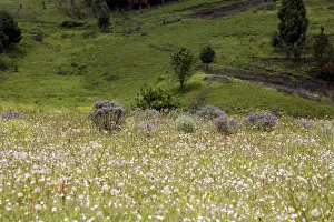 Grasslands Prints: Endemic Plants - Tanzania