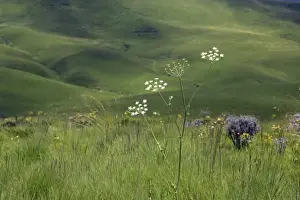 Endemic Plants - Tanzania