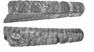 Nautiloid Collection: Endoceras cancellatum, nautiloid