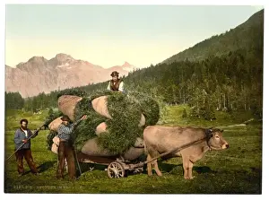 Grisons Prints: Engadine, carrying hay in the Engadine, Grisons, Switzerland