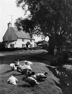 Nene Prints: England / Dodford