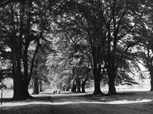 Images Dated 25th May 2011: England / Dunham Park