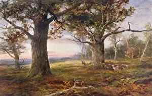 Nottinghamshire Prints: England / Sherwood Forest