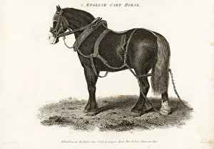 English Cart Horse or Shire draught horse
