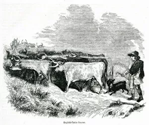 Bulls Collection: English cattle drover at work