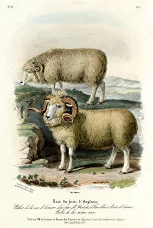 ENGLISH FOREST SHEEP