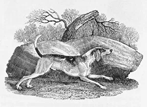 Agility Gallery: English Foxhound