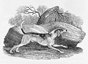 Agility Gallery: English Foxhound