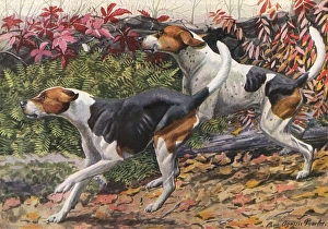 English Foxhound and American Foxhound