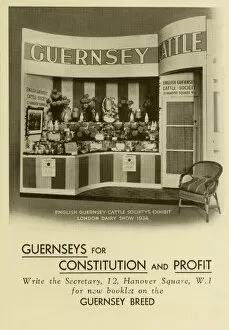 Live Stock Collection: English Guernsey Cattle Society Exhibit