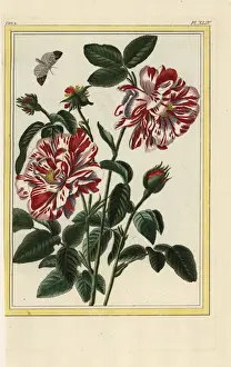 Tant Prints: English hybrid rose, Rosa species