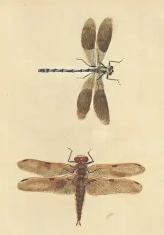 Studioshot Prints: English Insects illustration by James Barbut
