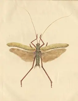 English Insects illustration by James Barbut