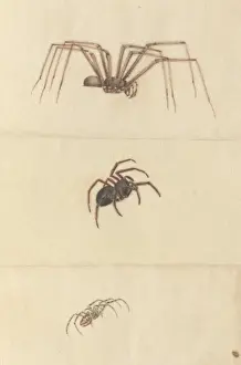 English Insects illustration by James Barbut
