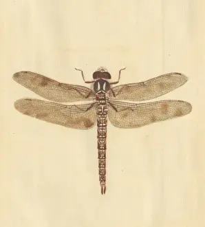English Insects illustration by James Barbut