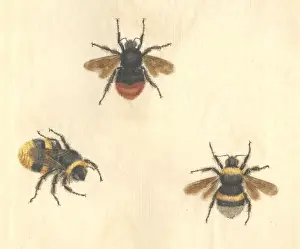 English Insects illustration by James Barbut