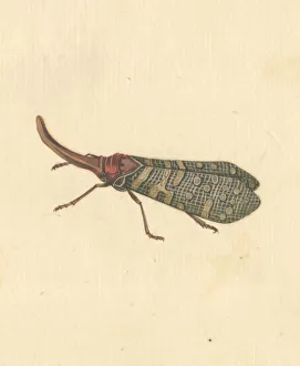 Images Dated 22nd August 2018: English Insects illustration by James Barbut