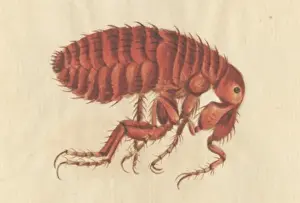 English Insects illustration by James Barbut