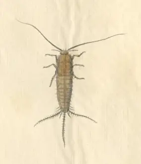 English Insects illustration by James Barbut