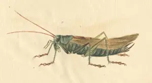 English Insects illustration by James Barbut
