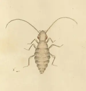 English Insects illustration by James Barbut