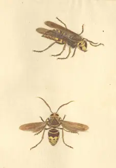 English Insects illustration by James Barbut