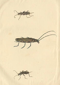 Musk Collection: English Insects illustration of Longhorn beetles by James Ba