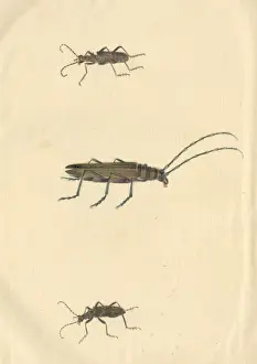 Studioshot Prints: English Insects illustration of Longhorn beetles by James Ba