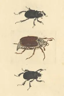 Crawly Prints: English Insects illustration of Minotaur beetles and Cockcha