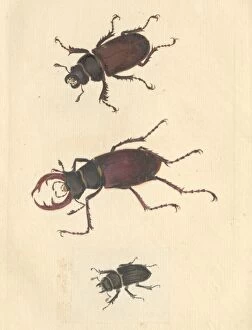 Beetles Collection: English Insects illustration of Stag beetles by James Barbut