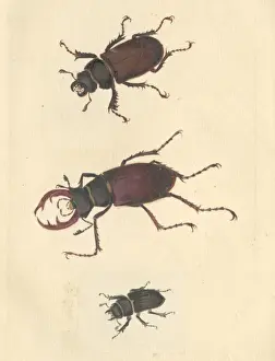 Artiodactyl Prints: English Insects illustration of Stag beetles by James Barbut