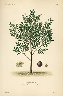 Prunus Gallery: English laurel tree, Prunus laurocerasus