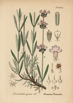 English lavender, Lavandula angustifolia