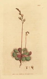 Anglica Gallery: English or long-leaved sundew, Drosera anglica