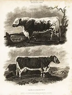 Encyclopedia Prints: English longhorn cattle, long-horned or Lancashire breed of catt